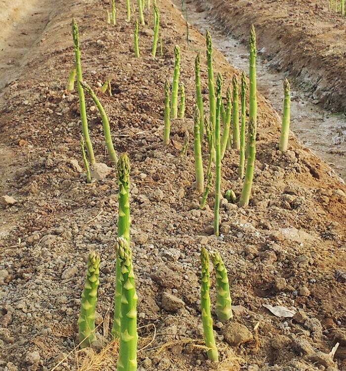 蘆筍種植基地