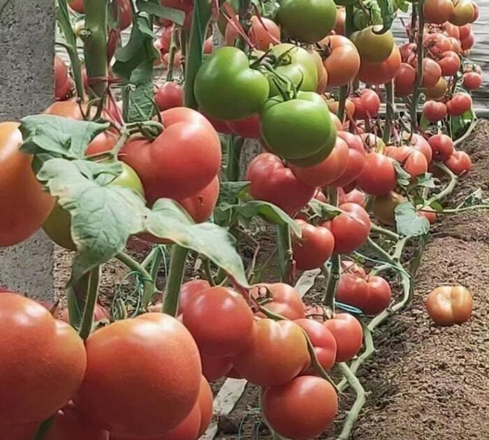 西紅柿種植基地