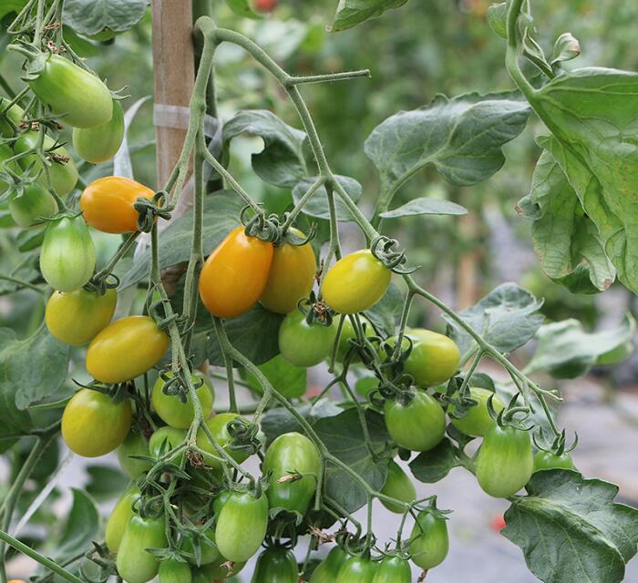 圣女果種植基地