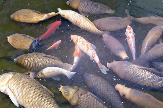 南浦鯉魚